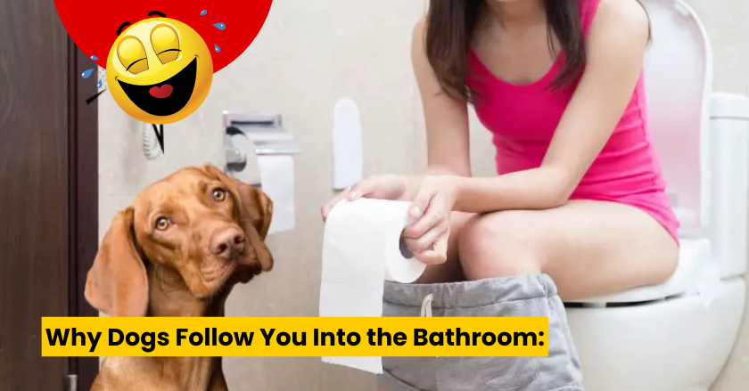 Why Dogs Follow You Into the Bathroom